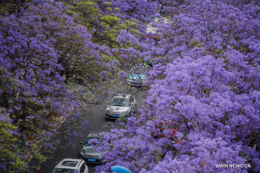 CHINA-YUNNAN-KUNMING-JACARANDA TREE-FLOWERING (CN)