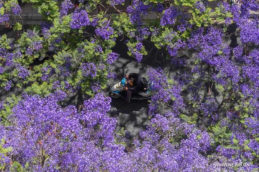 CHINA-YUNNAN-KUNMING-JACARANDA TREE-FLOWERING (CN)