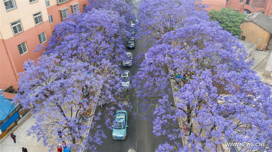 CHINA-YUNNAN-KUNMING-JACARANDA TREE-FLOWERING (CN)