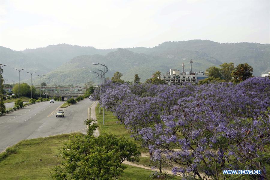 PAKISTAN-ISLAMABAD-JACARANDA-BLOSSOMS