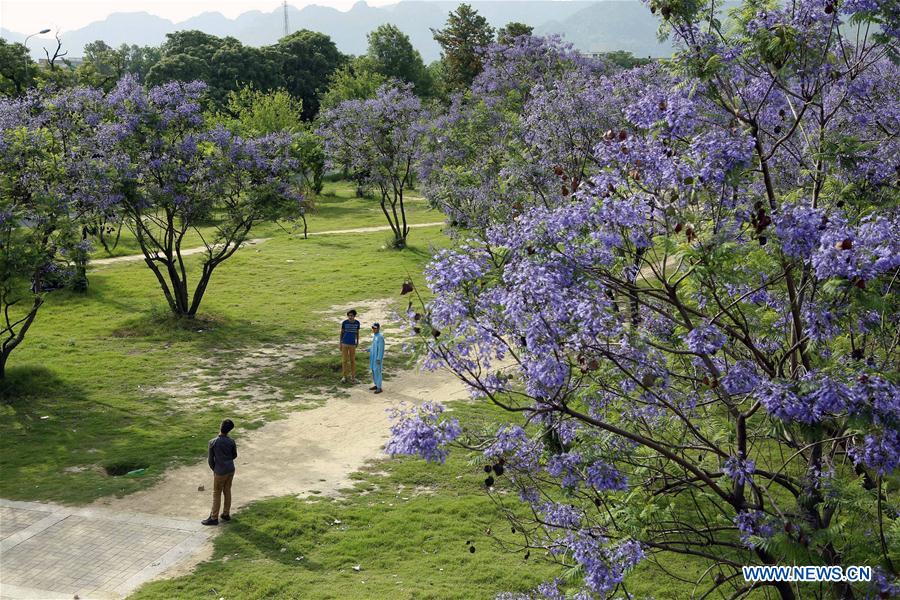 PAKISTAN-ISLAMABAD-JACARANDA-BLOSSOMS