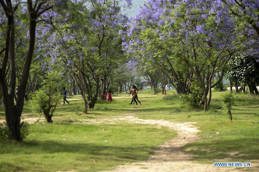 PAKISTAN-ISLAMABAD-JACARANDA-BLOSSOMS