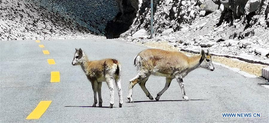 (InTibet)CHINA-TIBET-MOUNT QOMOLANGMA NATIONAL NATURE RESERVE-SCENERY (CN)