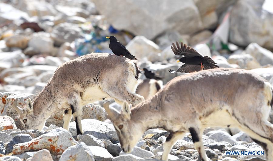 (InTibet)CHINA-TIBET-MOUNT QOMOLANGMA-WILDLIFE (CN)