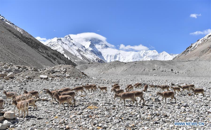 (InTibet)CHINA-TIBET-MOUNT QOMOLANGMA-WILDLIFE (CN)