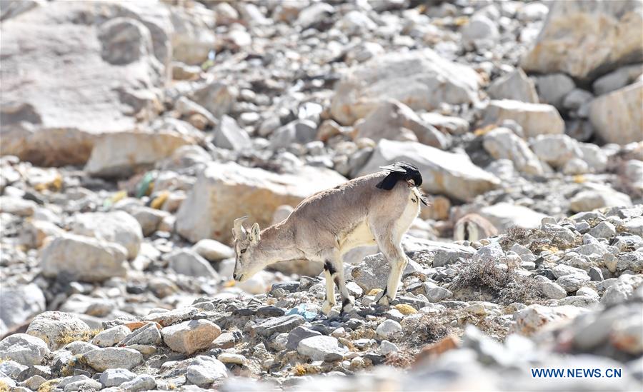 (InTibet)CHINA-TIBET-MOUNT QOMOLANGMA-WILDLIFE (CN)