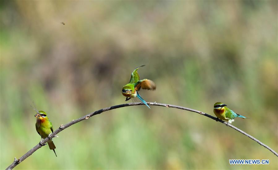 XINHUA PHOTOS OF THE DAY