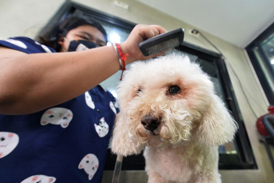 the pet groomer