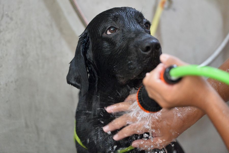 the pet groomer