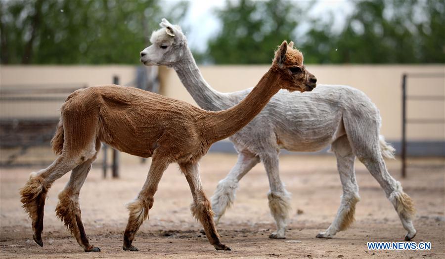 CHINA-LIAONING-ALPACA-SHEARING (CN)