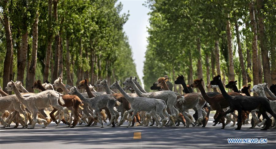 CHINA-LIAONING-ALPACA-SHEARING (CN)