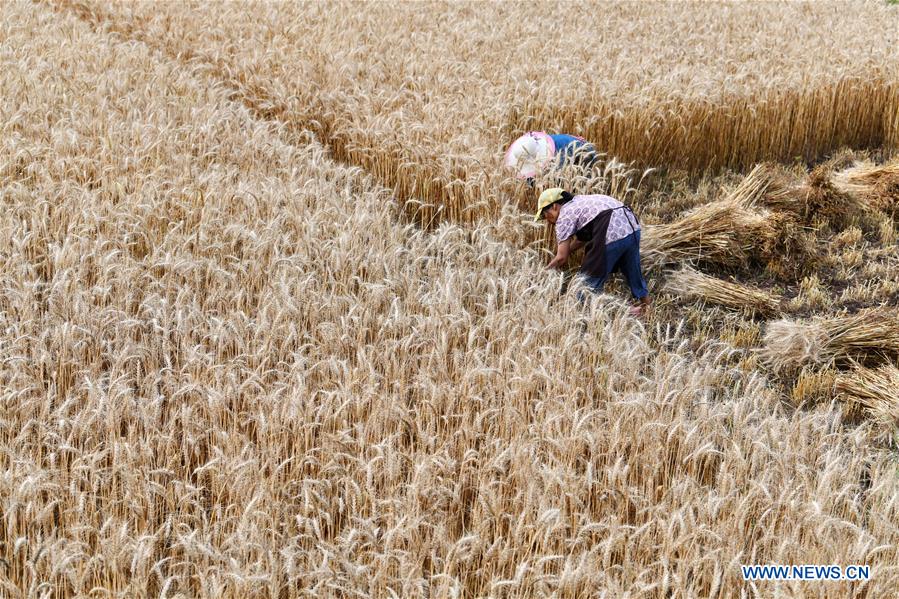 CHINA-GUIZHOU-SINAN-WHEAT HARVESTING (CN)