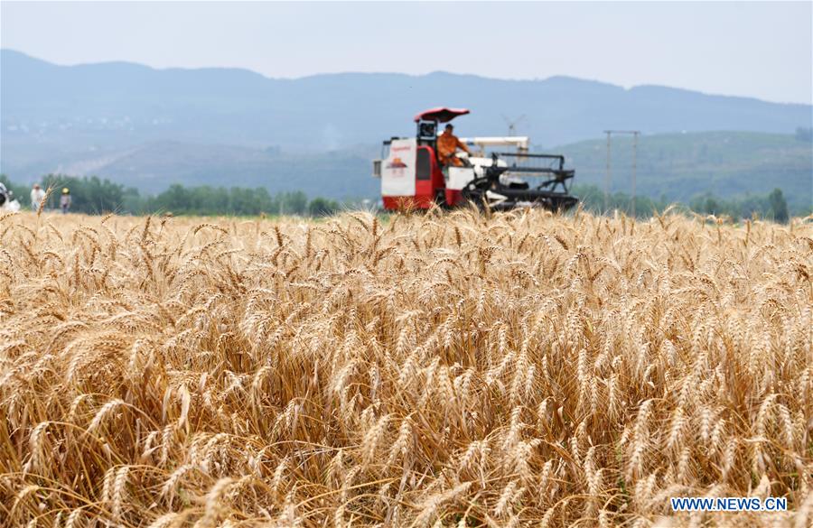 CHINA-GUIZHOU-SINAN-WHEAT HARVESTING (CN)