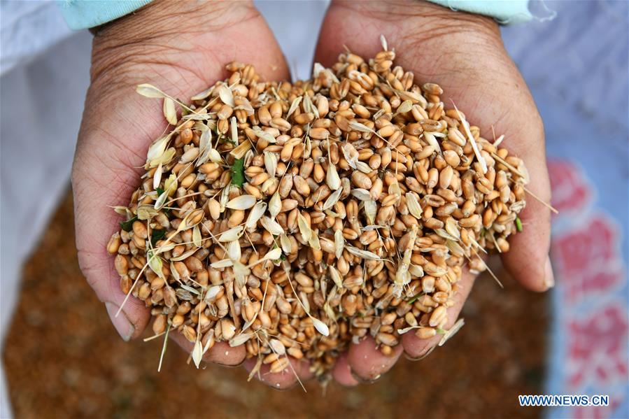 CHINA-GUIZHOU-SINAN-WHEAT HARVESTING (CN)