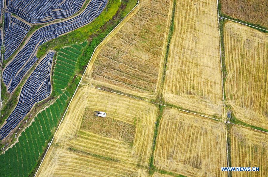 CHINA-GUIZHOU-SINAN-WHEAT HARVESTING (CN)