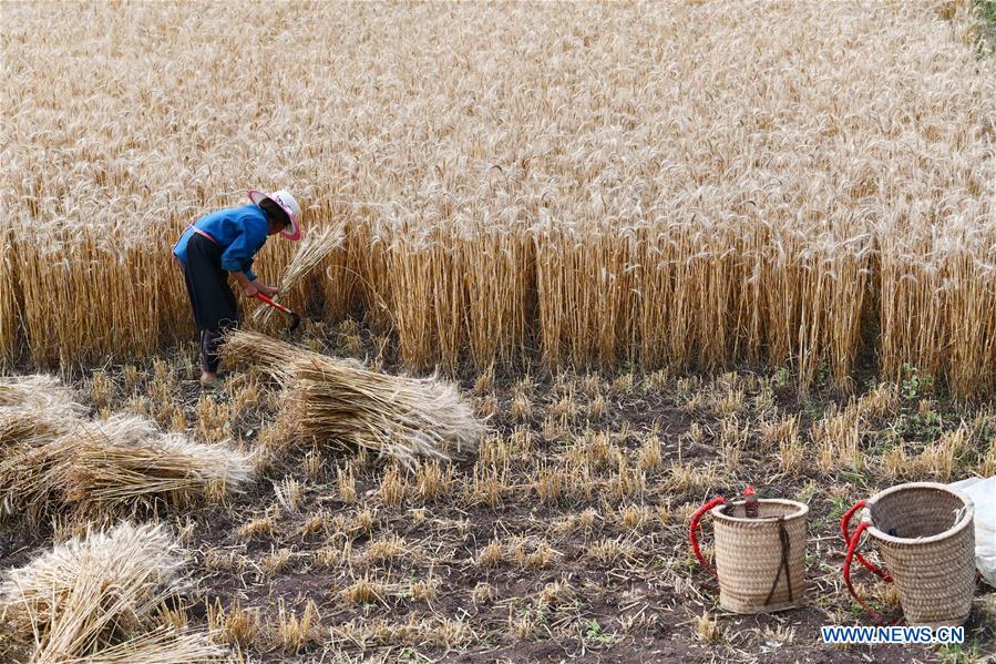 CHINA-GUIZHOU-SINAN-WHEAT HARVESTING (CN)