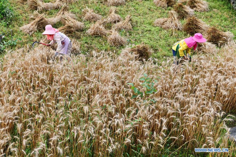 CHINA-GUIZHOU-SINAN-WHEAT HARVESTING (CN)