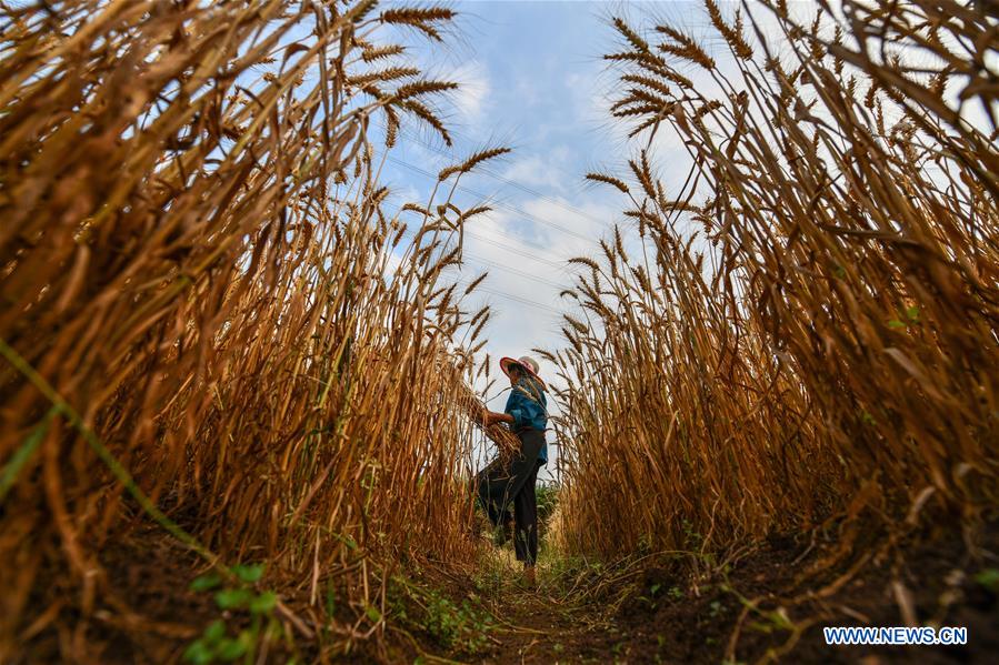 CHINA-GUIZHOU-SINAN-WHEAT HARVESTING (CN)