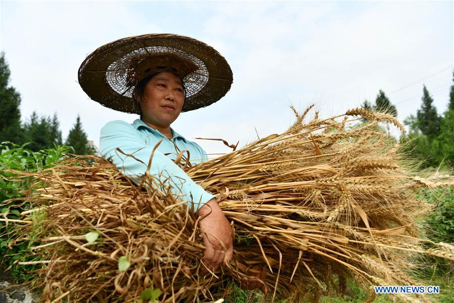 CHINA-GUIZHOU-SINAN-WHEAT HARVESTING (CN)