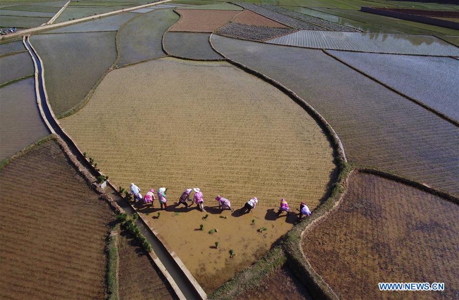 Villagers Transplant Rice Seedlings In SW China - Xinhua | English.news.cn