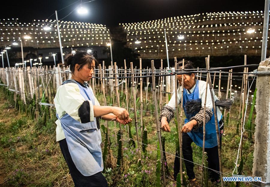 CHINA-GUIZHOU-AGRICULTURE-DRAGON FRUIT-ARTIFICIAL LIGHTING (CN)