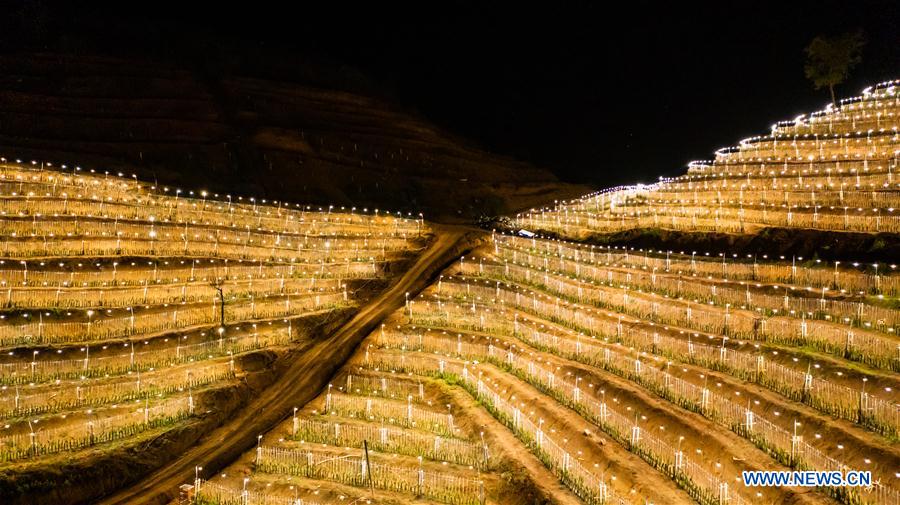 CHINA-GUIZHOU-AGRICULTURE-DRAGON FRUIT-ARTIFICIAL LIGHTING (CN)