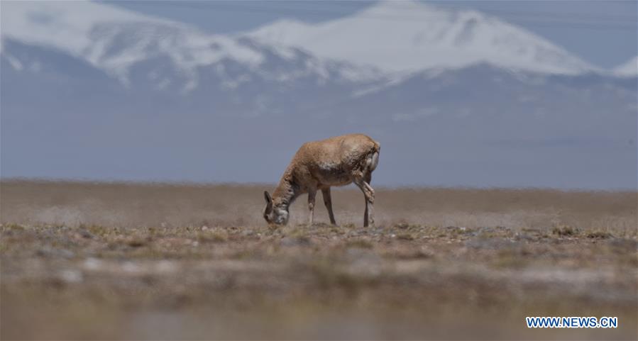 CHINA-QINGHAI-HOH XIL-TIBETAN ANTELOPE-ANNUAL MIGRATION (CN)