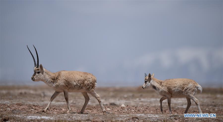 CHINA-QINGHAI-HOH XIL-TIBETAN ANTELOPE-ANNUAL MIGRATION (CN)