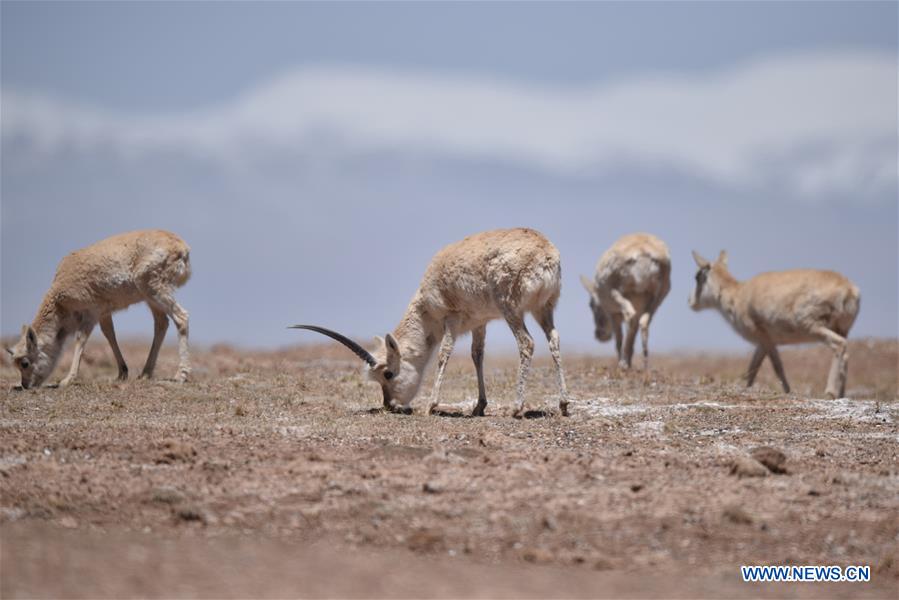 CHINA-QINGHAI-HOH XIL-TIBETAN ANTELOPE-ANNUAL MIGRATION (CN)