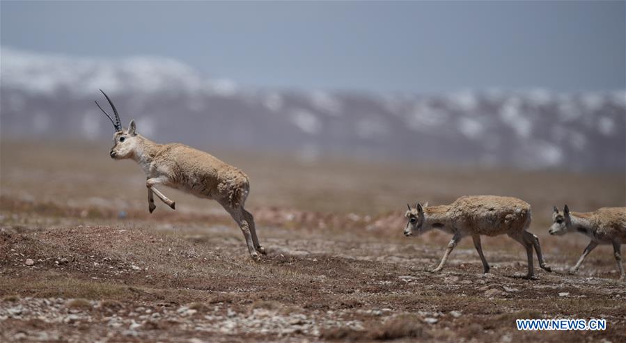 CHINA-QINGHAI-HOH XIL-TIBETAN ANTELOPE-ANNUAL MIGRATION (CN)