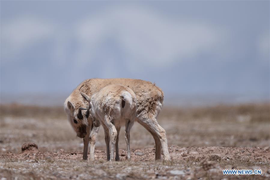 CHINA-QINGHAI-HOH XIL-TIBETAN ANTELOPE-ANNUAL MIGRATION (CN)