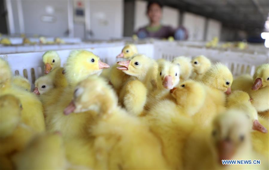 CHINA-LIAONING-GOOSE BREEDING INDUSTRY (CN)