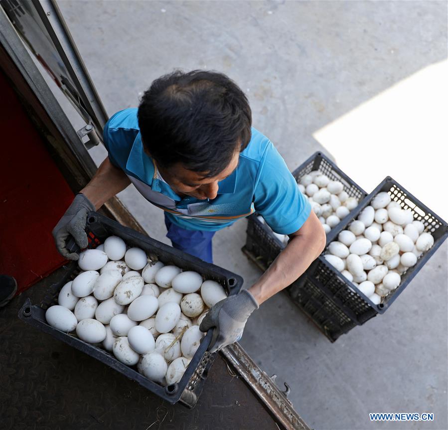 CHINA-LIAONING-GOOSE BREEDING INDUSTRY (CN)