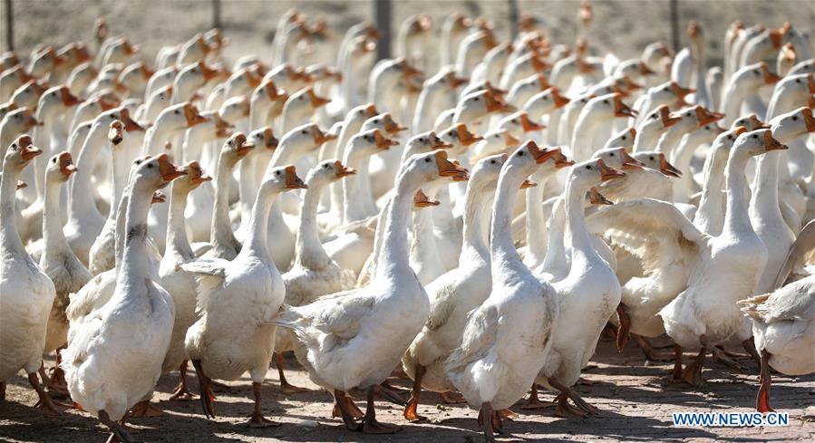 CHINA-LIAONING-GOOSE BREEDING INDUSTRY (CN)