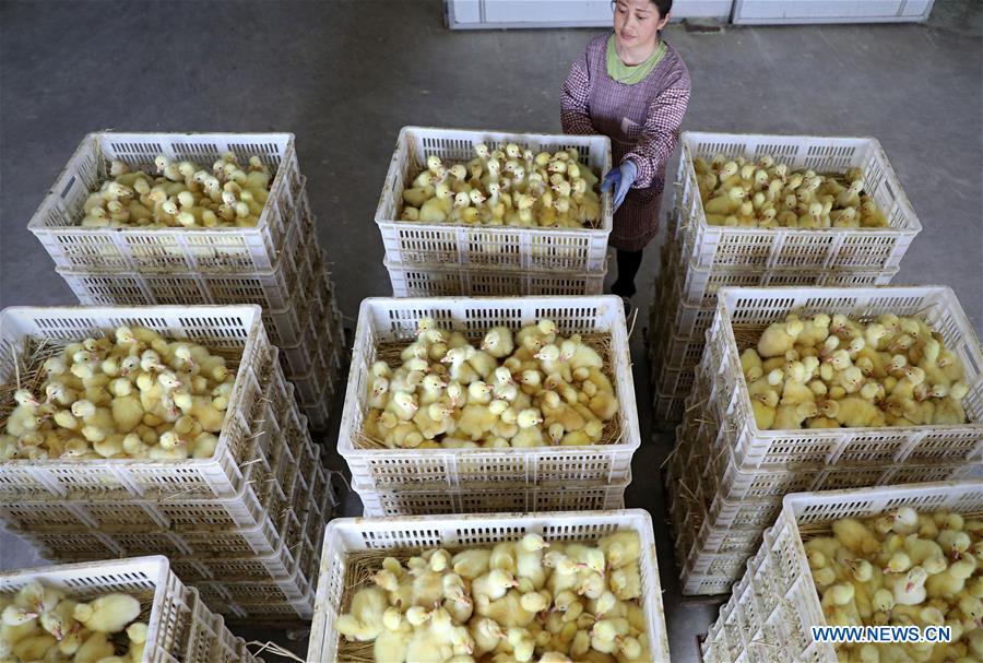 CHINA-LIAONING-GOOSE BREEDING INDUSTRY (CN)