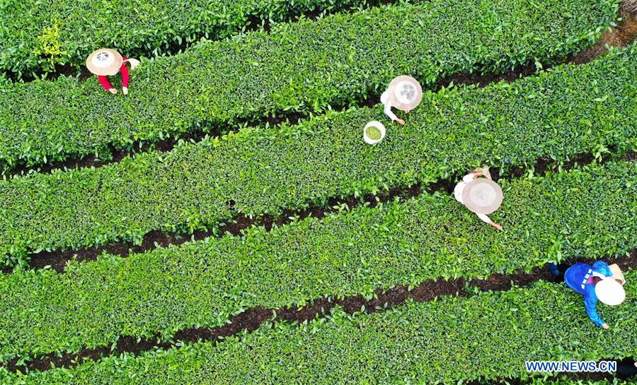 CHINA-CHONGQING-TEA PICKING (CN)