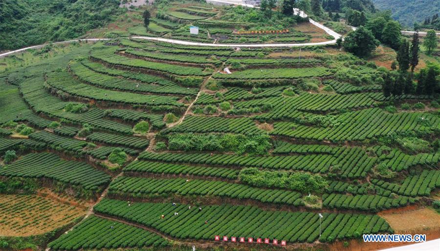 CHINA-CHONGQING-TEA PICKING (CN)