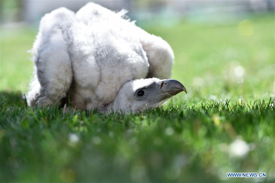 CHINA-QINGHAI-XINING-HIMALAYAN VULTURE (CN)