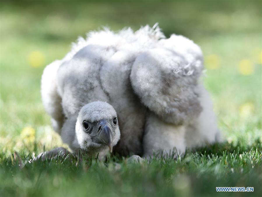 CHINA-QINGHAI-XINING-HIMALAYAN VULTURE (CN)