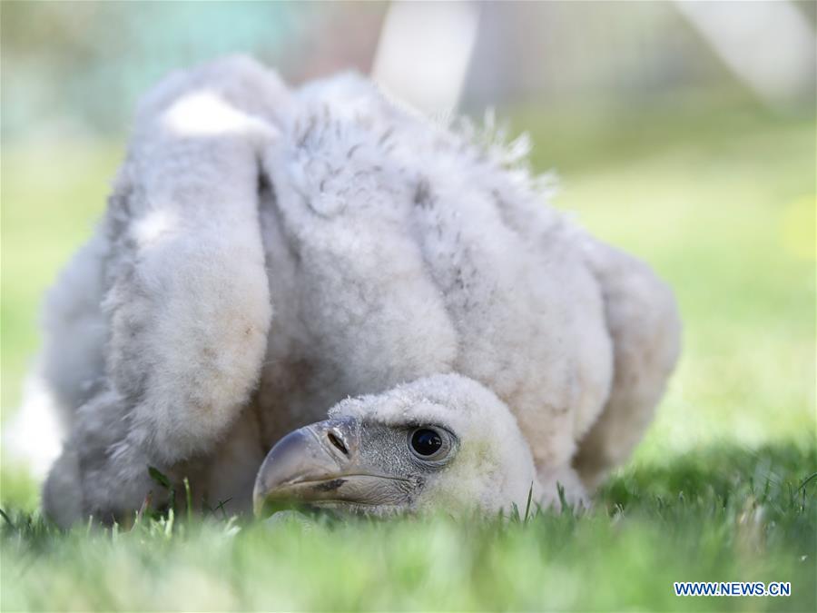 CHINA-QINGHAI-XINING-HIMALAYAN VULTURE (CN)