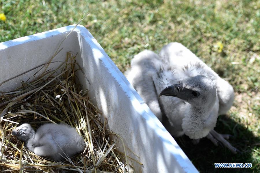 CHINA-QINGHAI-XINING-HIMALAYAN VULTURE (CN)