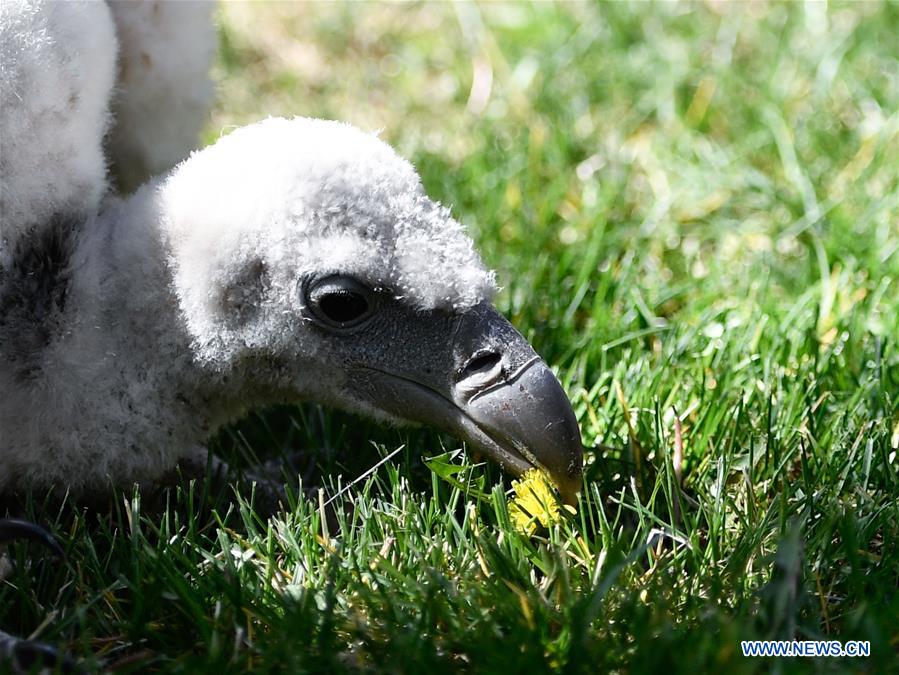 CHINA-QINGHAI-XINING-HIMALAYAN VULTURE (CN)