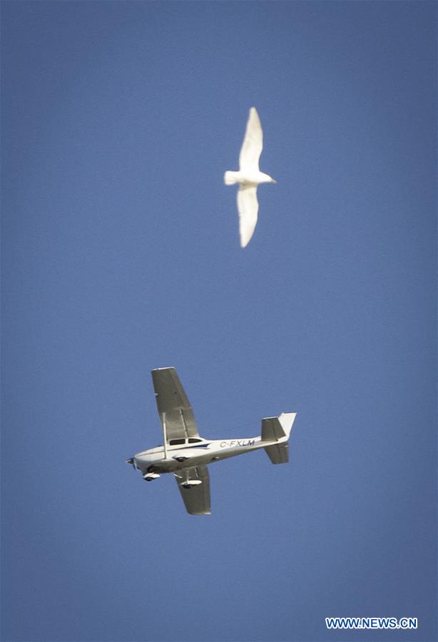 CANADA-VANCOUVER-SNOWBIRDS CRASH-AIRCRAFT-FLYOVER