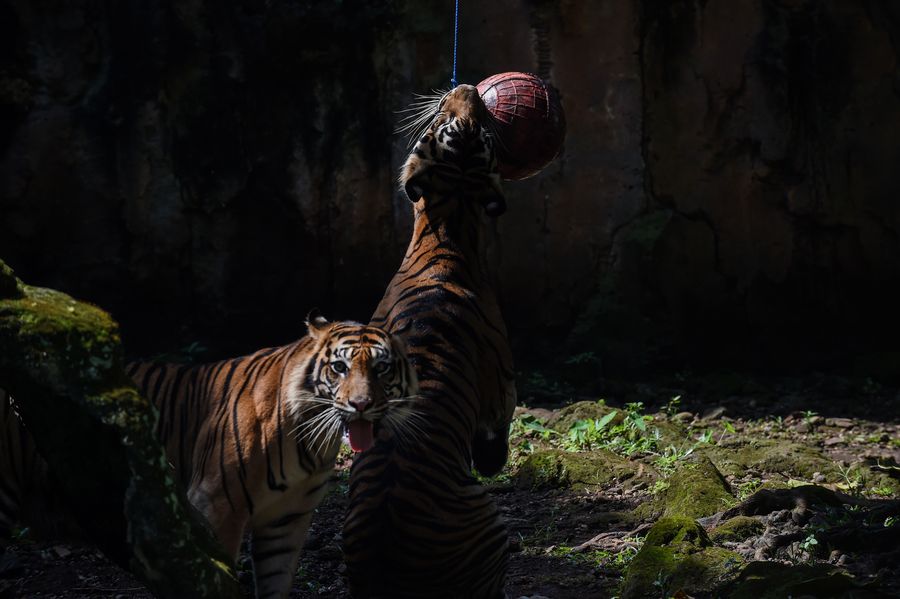 asia-album-wanna-watch-sumatran-tigers-playing-with-ball-see-it