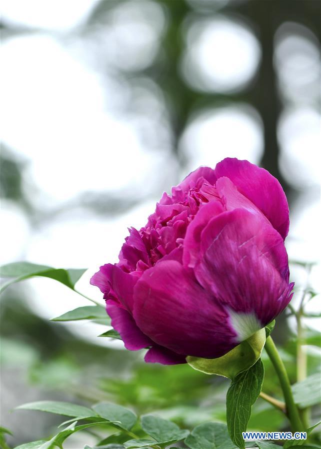 CHINA-JILIN-CHANGCHUN-PEONY-BLOSSOM (CN) 