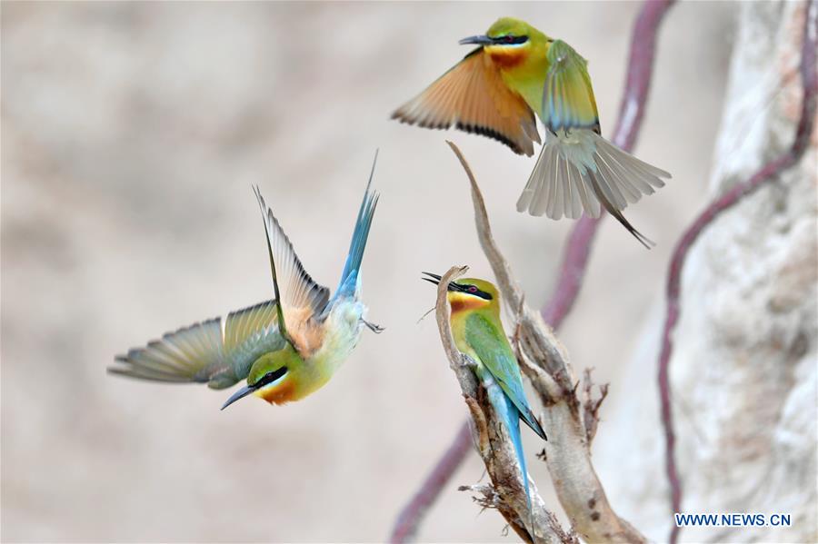 CHINA-FUJIAN-XIAMEN-BLUE-TAILED BEE EATERS (CN)