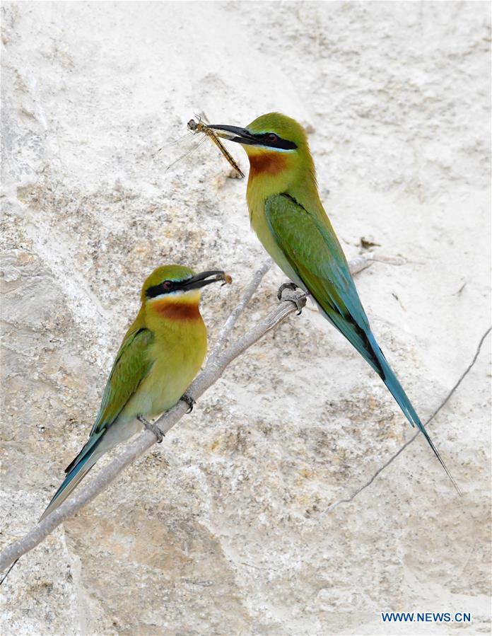 CHINA-FUJIAN-XIAMEN-BLUE-TAILED BEE EATERS (CN)