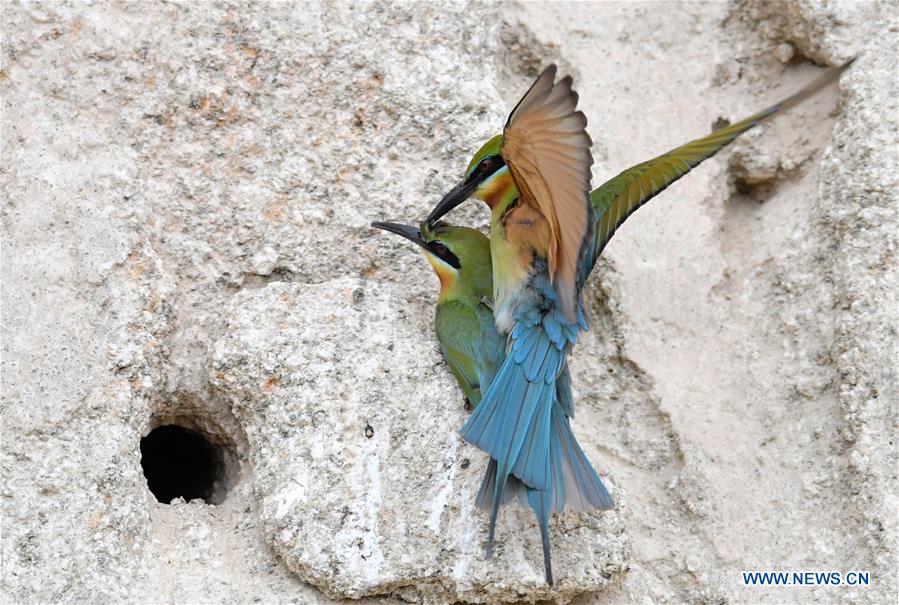 CHINA-FUJIAN-XIAMEN-BLUE-TAILED BEE EATERS (CN)