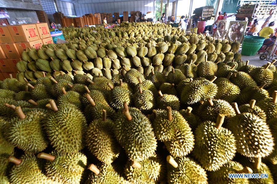 THAILAND-CHANTHABURI-DURIANS-HARVEST