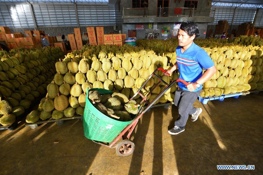 THAILAND-CHANTHABURI-DURIANS-HARVEST